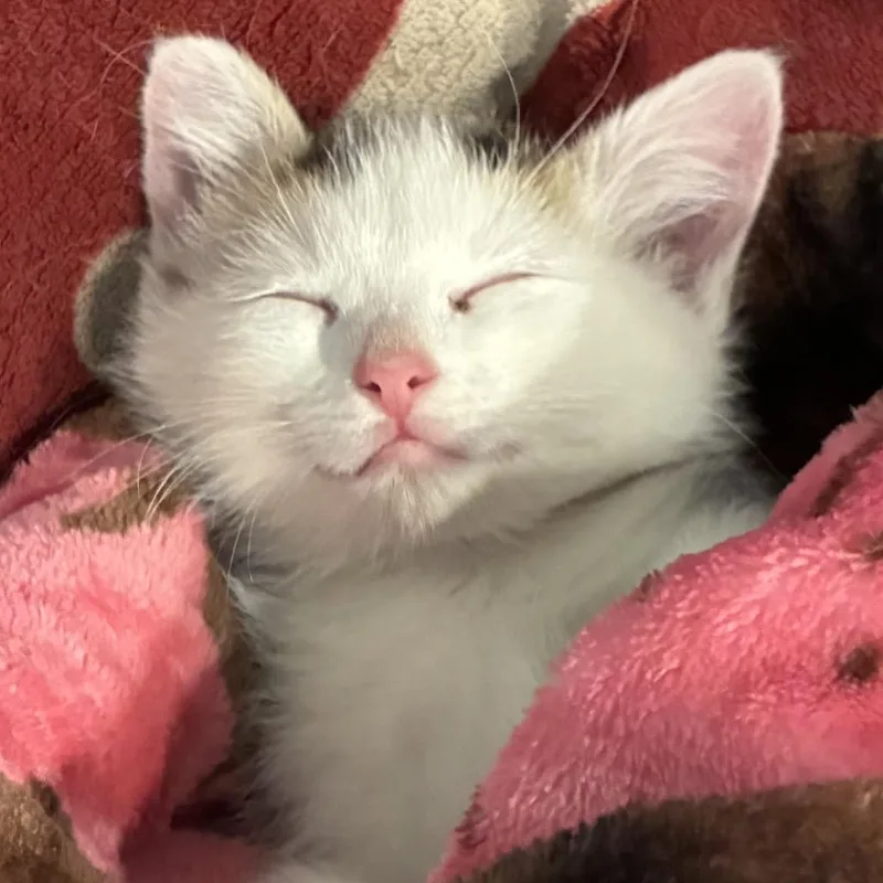 Callie thumbnail 2