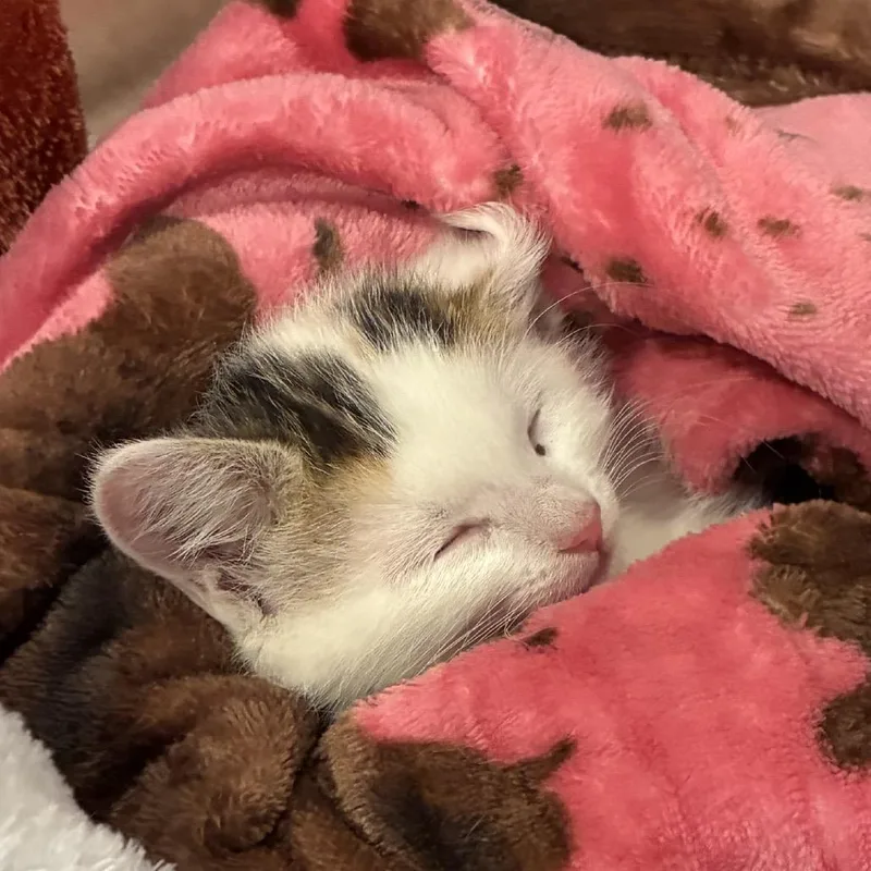 Callie thumbnail 4