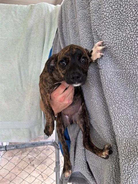 A baby medium-sized female Hound dog named Oxygen for adoption in Cookeville, TN