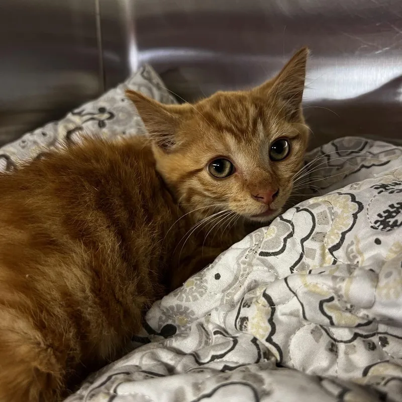 A baby small-sized male Orange / Red Domestic Short Hair cat named Pete for adoption in Harrisville, WV