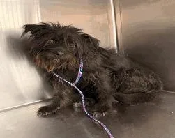 A young small-sized female Poodle dog named Mona for adoption in Thompson Falls, MT