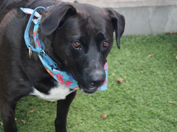 An adult large-sized female Labrador Retriever dog named Eve for adoption in San Diego, CA