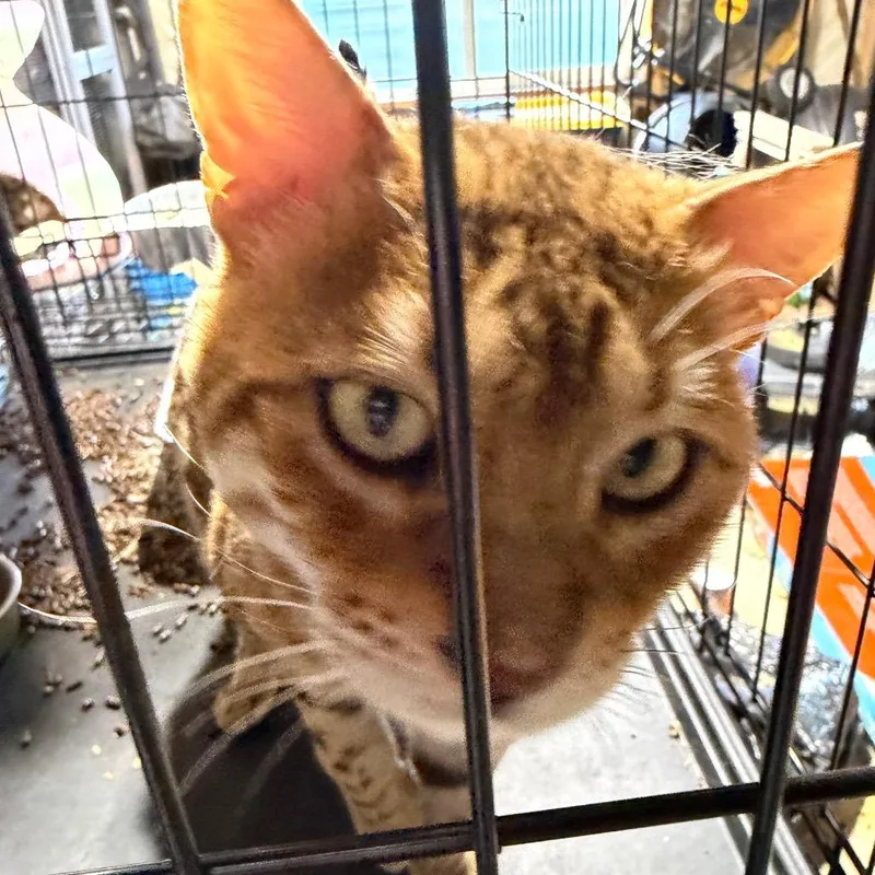 An adult small-sized male Brown / Chocolate Bengal cat named Biscoff Estes for adoption in Eagle Mountain, UT