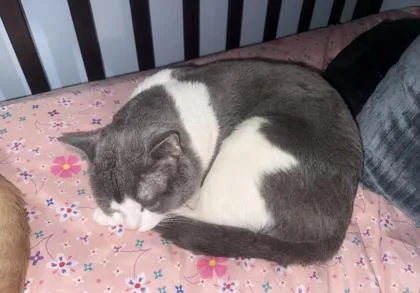 An adult large-sized male Domestic Short Hair cat named Luca for adoption in Fairfax, VA