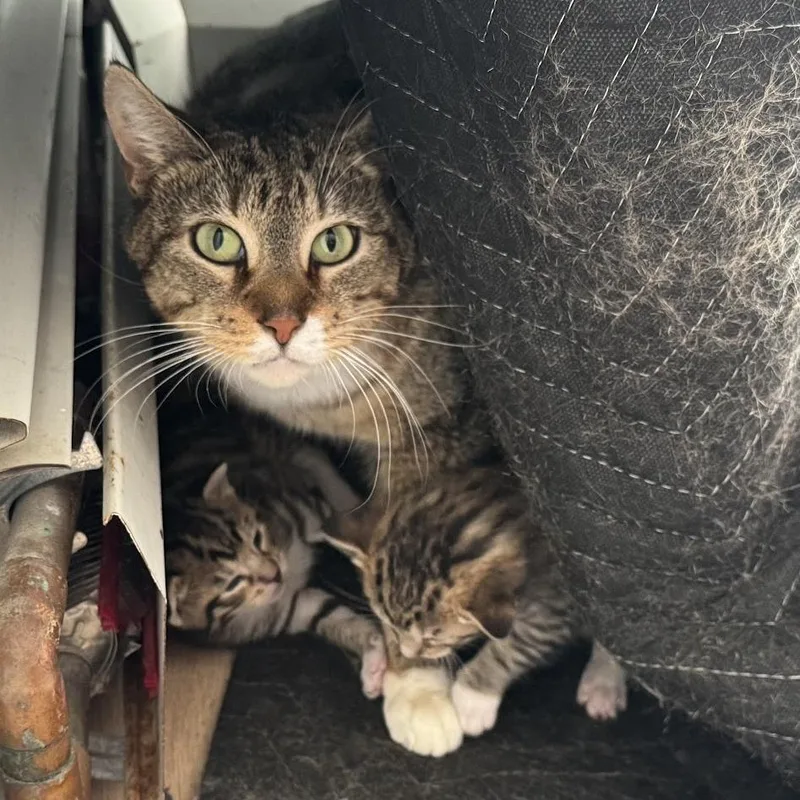 A young small-sized female Brown / Chocolate Domestic Short Hair cat named Bowser for adoption in Brooklyn, NY
