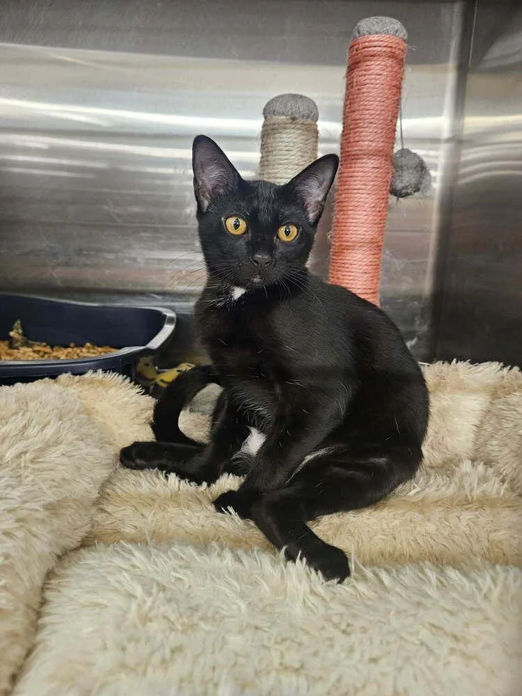 A baby small-sized female Black & White / Tuxedo Domestic Short Hair cat named P. Sherman for adoption in Covington, LA