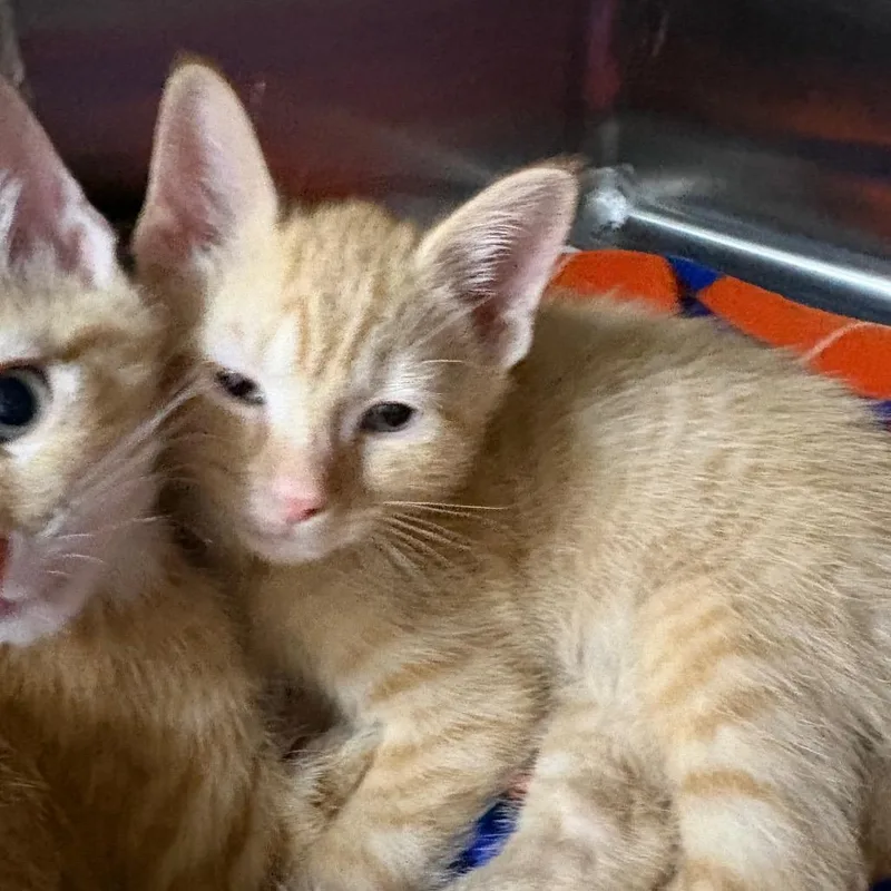 A baby small-sized male Orange / Red Domestic Short Hair cat named Cotton for adoption in Middleburg, FL