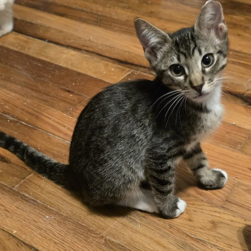 A young small-sized male Domestic Short Hair cat named Dave for adoption in Round Rock, TX