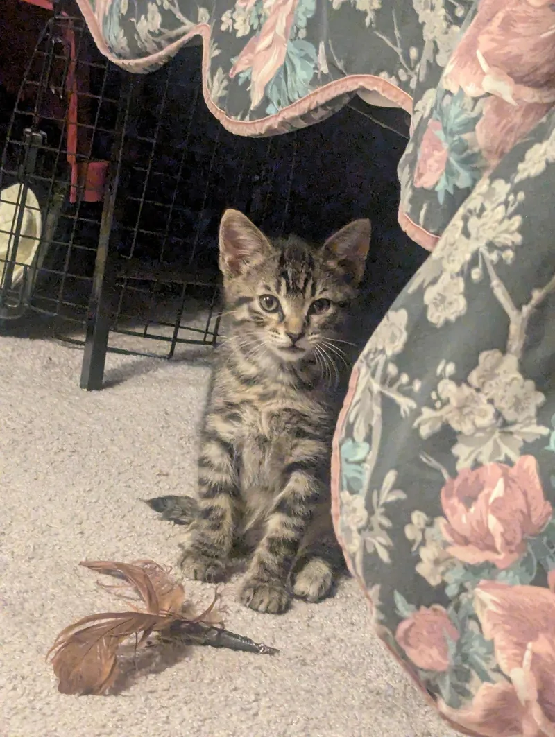A baby medium-sized female Tabby cat named Betsy for adoption in Buford, GA