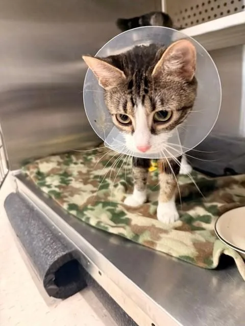An adult small-sized female Domestic Short Hair cat named Mai Mai for adoption in Fayetteville, AR