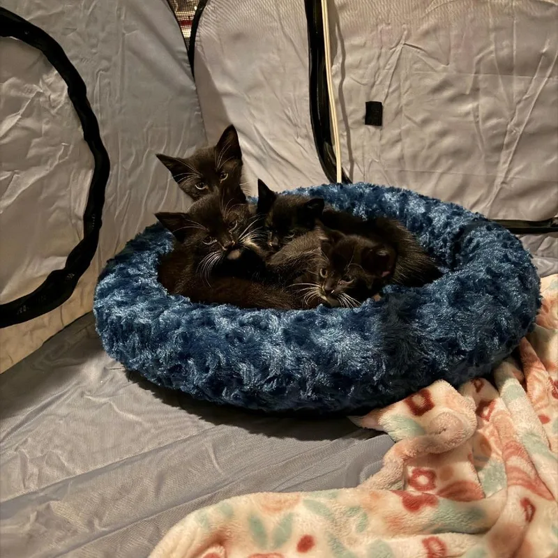 A baby small-sized female Black Domestic Short Hair cat named Zebra Cake for adoption in Columbus, GA