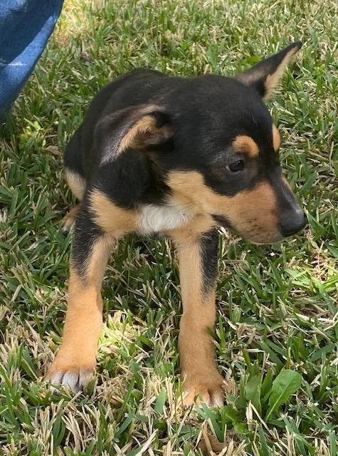A young medium-sized male German Shepherd Dog dog named M&m for adoption in Garland, TX