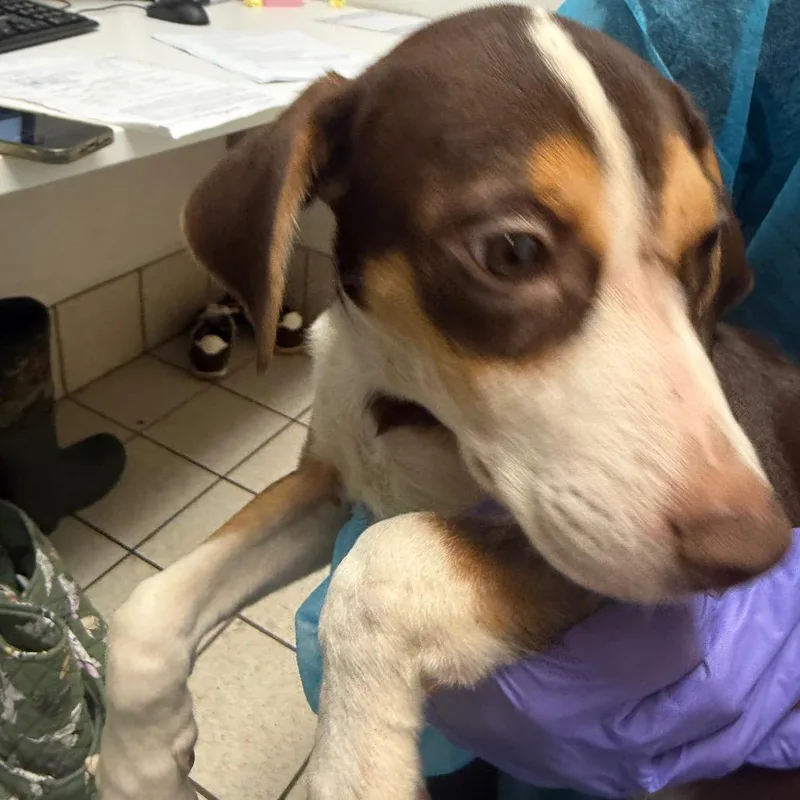 A baby small-sized male Brown / Chocolate Mixed Breed dog named Kettle Corn for adoption in Charleston, WV