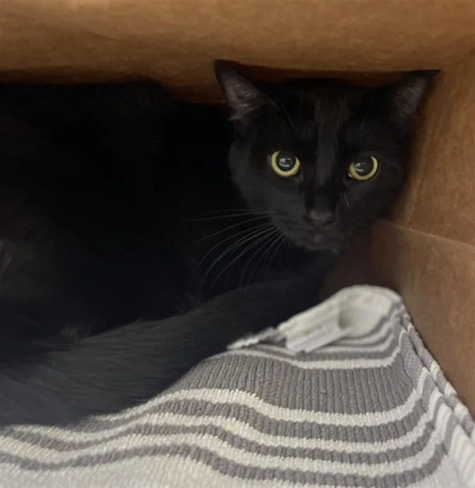A young medium-sized male Domestic Short Hair cat named Beau for adoption in Loveland, CO