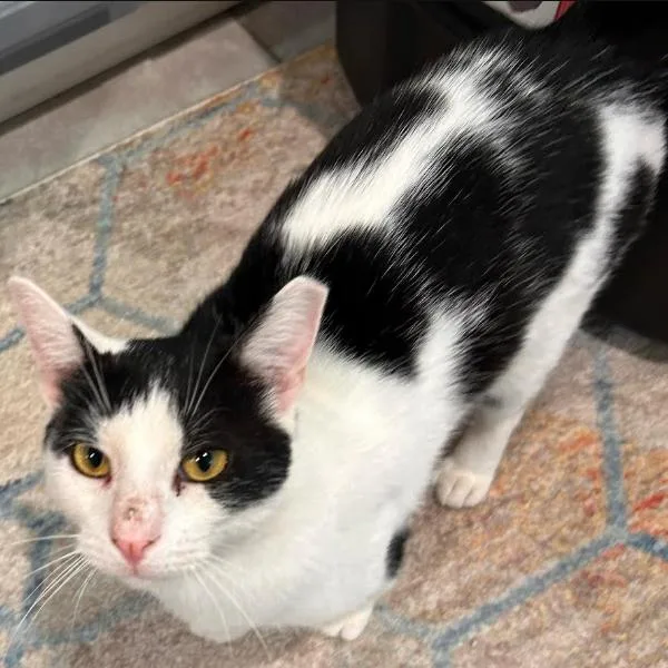 An adult small-sized male Black Domestic Short Hair cat named Puffin Muzzatti for adoption in Merrifield, VA