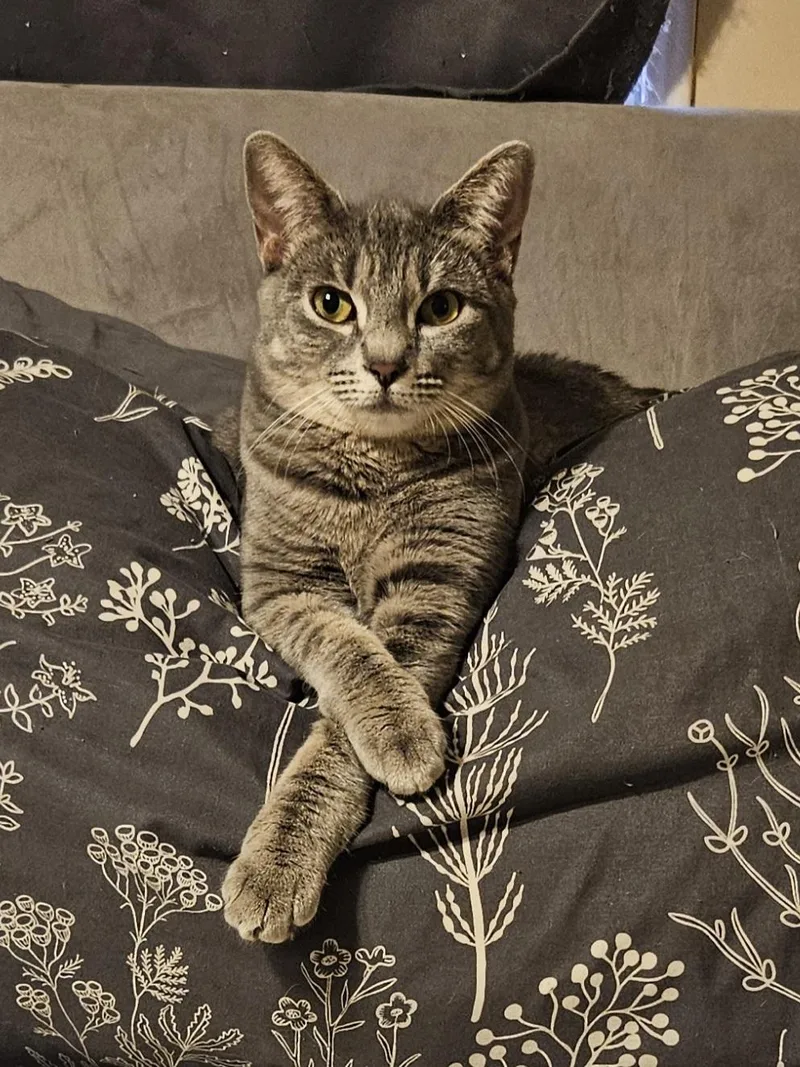 A baby small-sized female Tabby (Gray / Blue / Silver) Tabby cat named Ginger for adoption in Gilbert, AZ