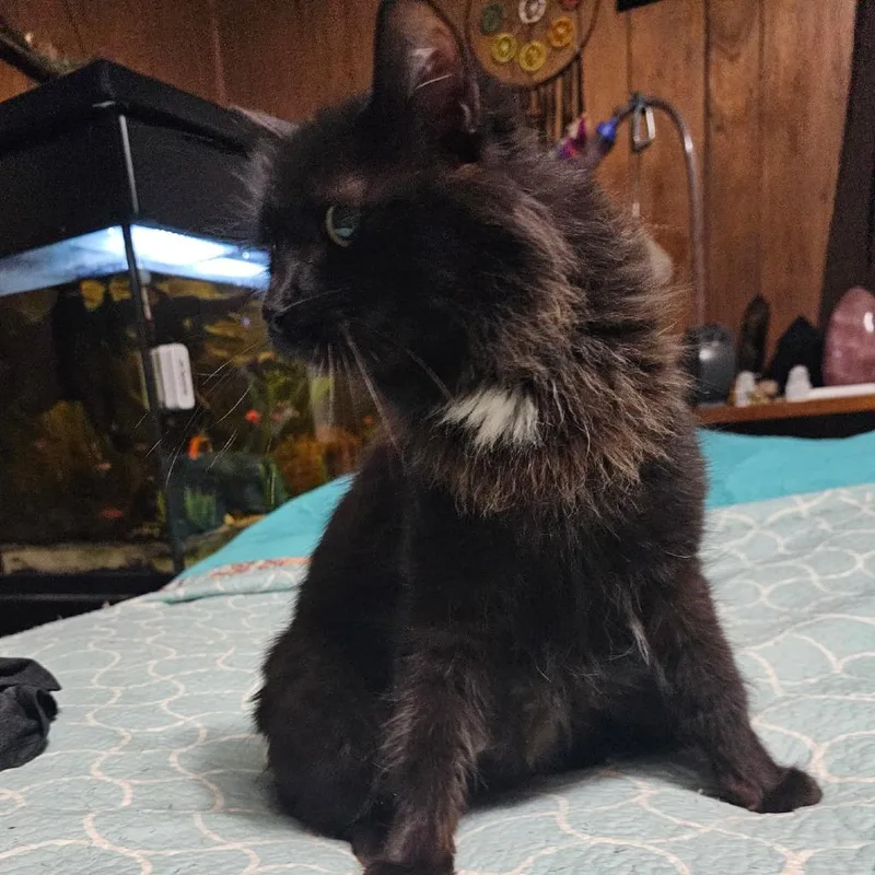 Black Beauty