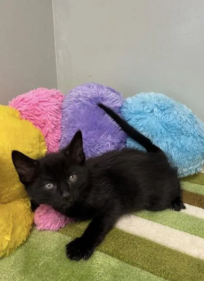 A baby medium-sized male Domestic Short Hair cat named Gamestop for adoption in Picayune, MS