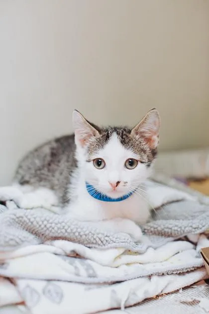 A young small-sized male Domestic Short Hair cat named a Charlie PetSmart for adoption in North Charleston, SC