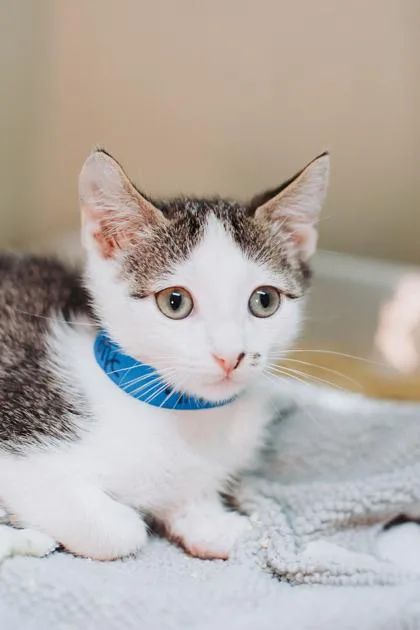 a Charlie PetSmart  thumbnail 2