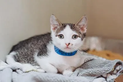 a Charlie PetSmart  thumbnail 3