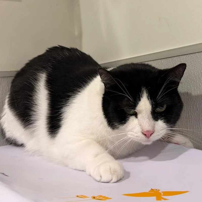 An adult large-sized male Black Domestic Short Hair cat named Shadow for adoption in Tampa, FL