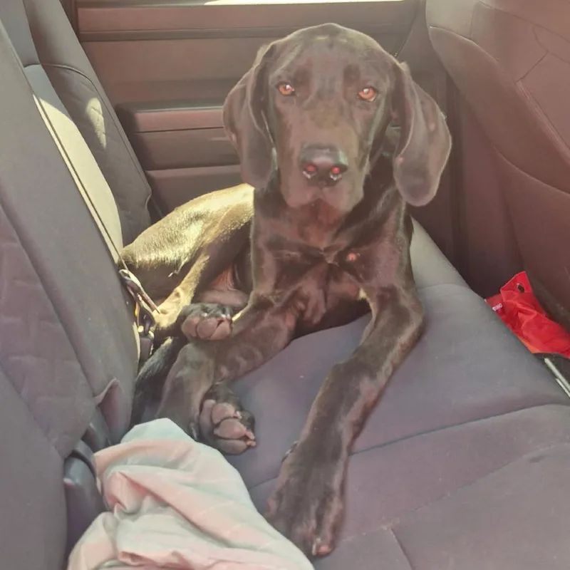 A young large-sized male Black Great Dane dog named Scooby Dooby Doo for adoption in Livingston, TX