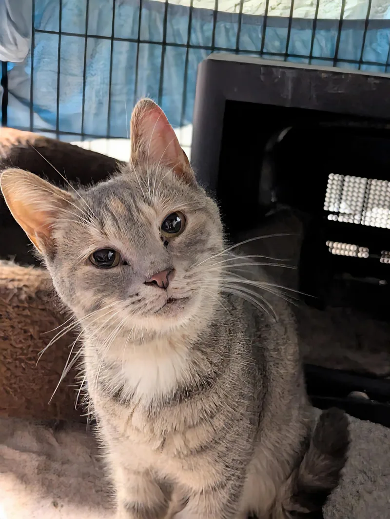 Smuckers thumbnail 3