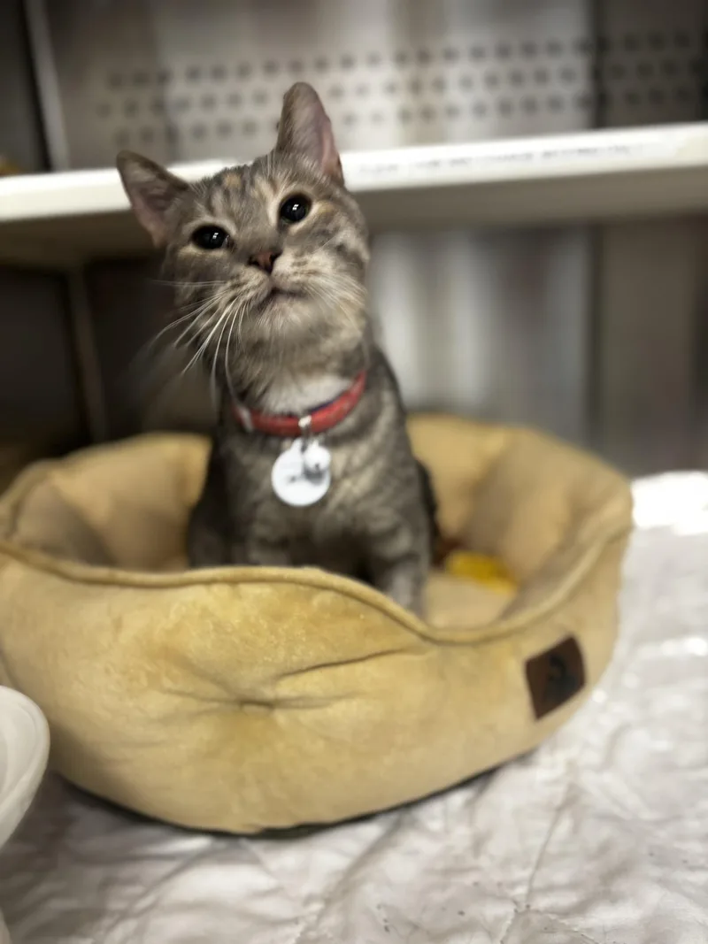 Smuckers thumbnail 4