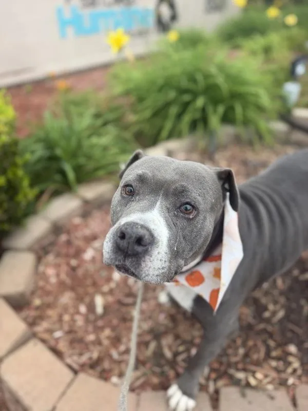 A senior medium-sized female Pit Bull Terrier dog named Betsy for adoption in San Diego, CA