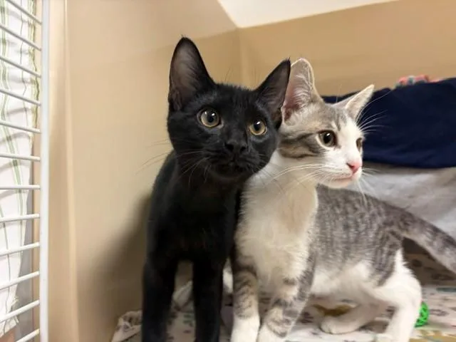 A young small-sized male Domestic Short Hair cat named Dalia for adoption in Fort Wayne, IN