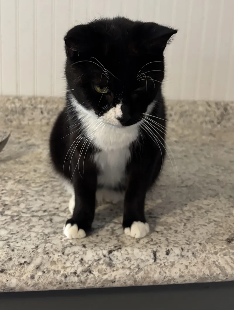 An adult medium-sized female Black & White / Tuxedo Domestic Short Hair cat named Ivy for adoption in Hemingway, SC
