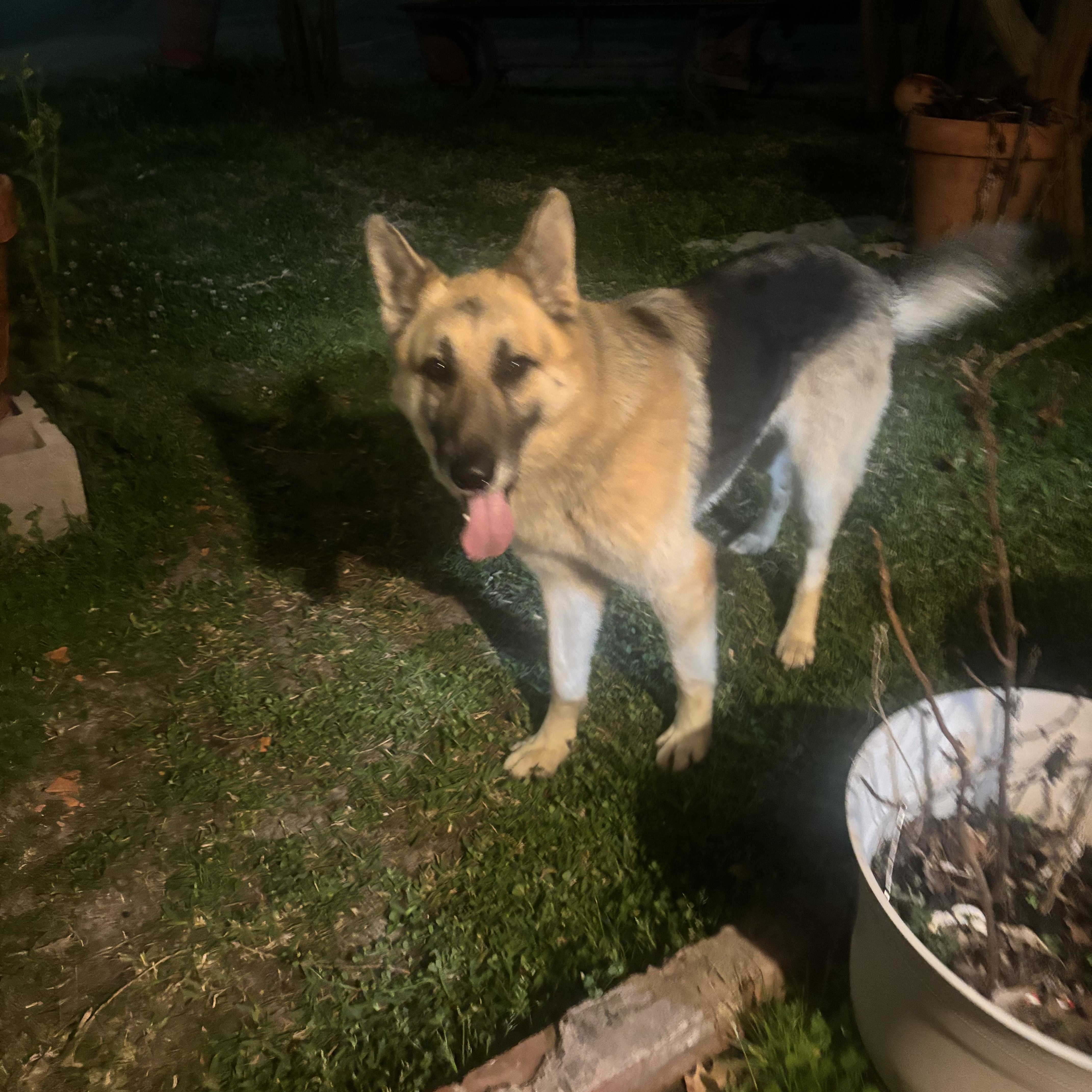 An adult large-sized male German Shepherd Dog dog named Ozzy for adoption in Houston, TX
