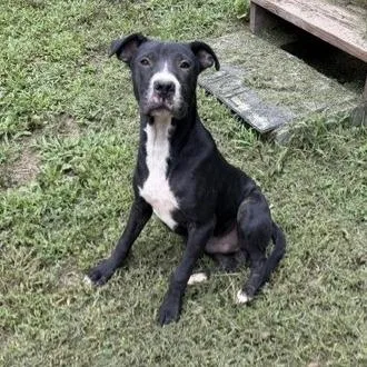 Bruno