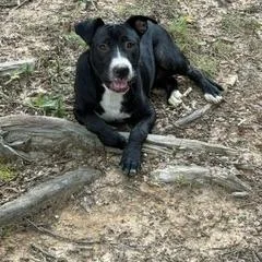 Bruno thumbnail 3