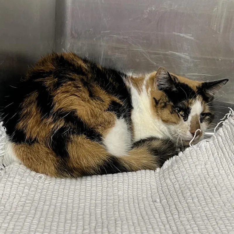 A senior medium-sized female Calico Domestic Short Hair cat named Holly for adoption in Pauls Valley, OK