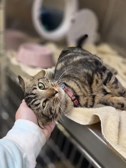 A young medium-sized male Domestic Short Hair cat named Jack O. Lantern for adoption in Westland, MI