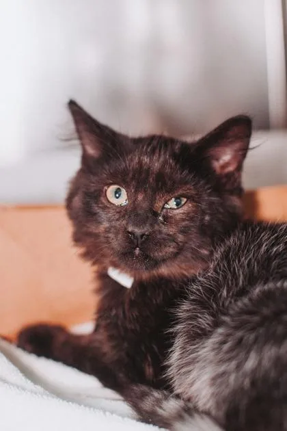 A baby small-sized male Domestic Short Hair cat named B Baron for adoption in North Charleston, SC