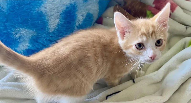 A baby medium-sized male Domestic Short Hair cat named Ross for adoption in Versailles, KY