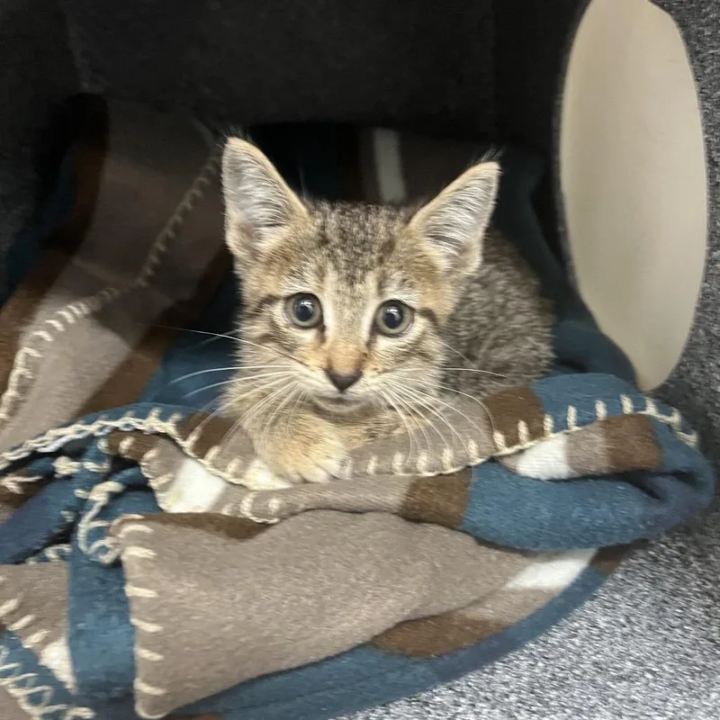 A baby small-sized female Brown / Chocolate Domestic Short Hair cat named Cutiepie for adoption in Leander, TX