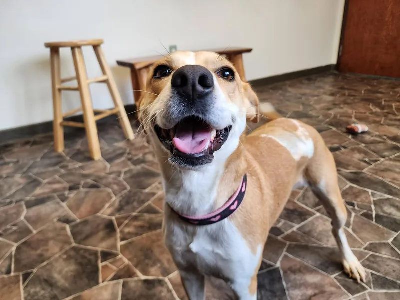 An adult medium-sized female Yellow / Tan / Blond / Fawn Dachshund dog named Snail for adoption in Sterling Heights, MI