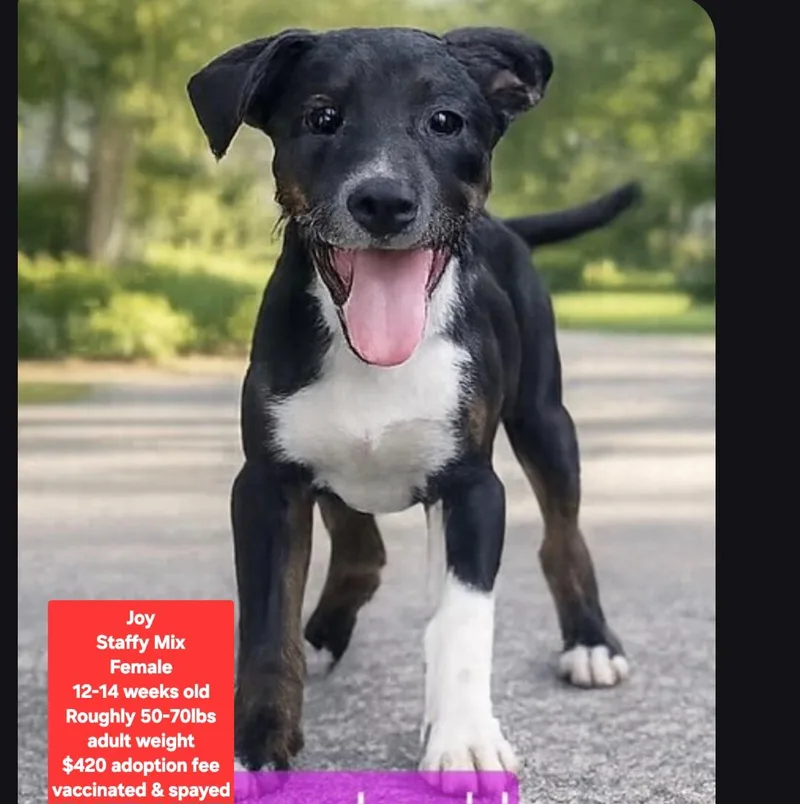 A baby large-sized female Staffordshire Bull Terrier dog named Joy for adoption in Oviedo, FL