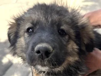 A baby medium-sized male Bicolor Border Collie dog named Wookie for adoption in San Luis, CO