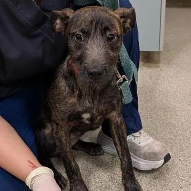 A young small-sized female Black Mixed Breed dog named Bonita for adoption in Jacksonville, FL
