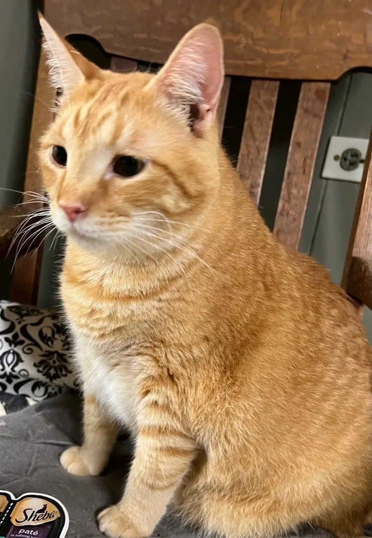 Gaze Special Needs thumbnail 2