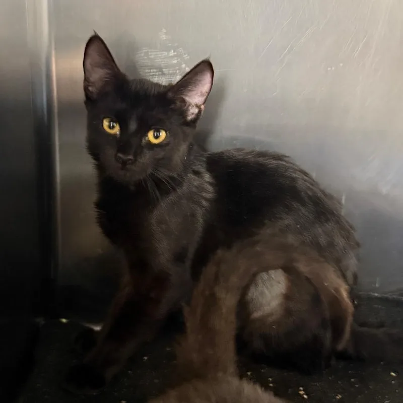 A baby small-sized female Black Domestic Medium Hair cat named Noir for adoption in Spokane, WA
