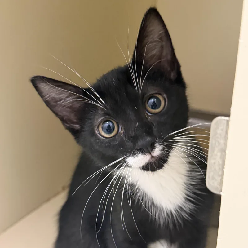 A baby small-sized male Black & White / Tuxedo Domestic Short Hair cat named Jack for adoption in Cooperstown, NY