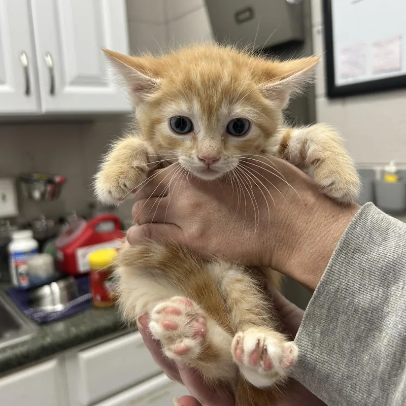 A baby small-sized female Orange / Red Domestic Short Hair cat named Hamlett for adoption in Huntsville, AL