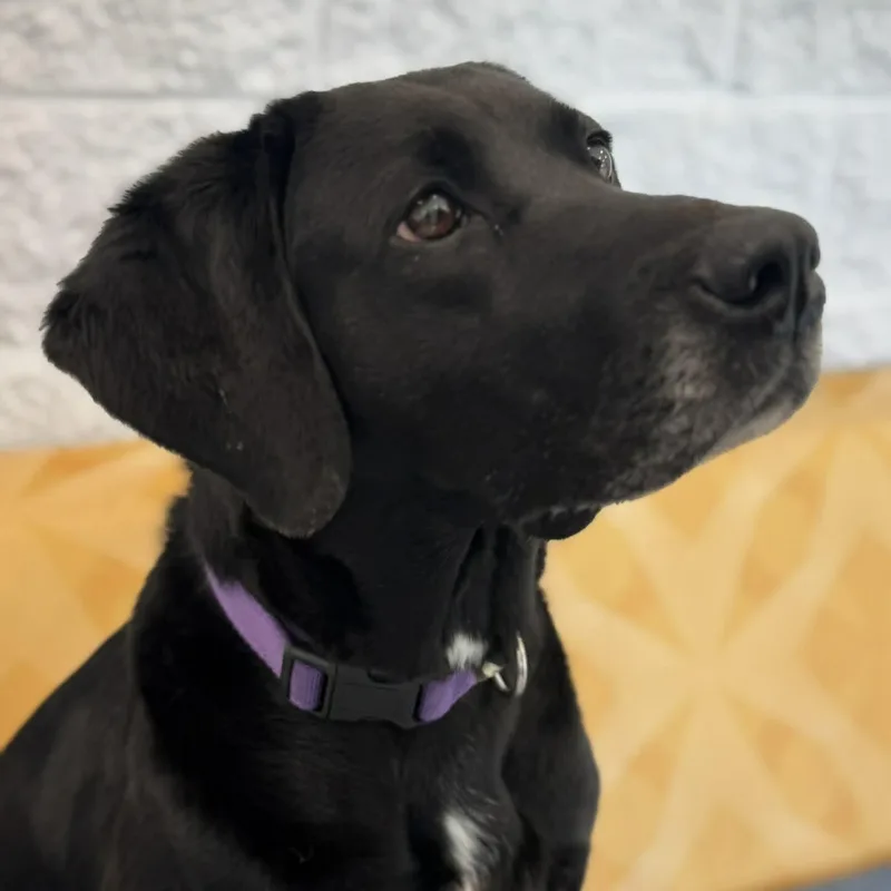 A young large-sized female Labrador Retriever dog named Winnie for adoption in Danbury, CT
