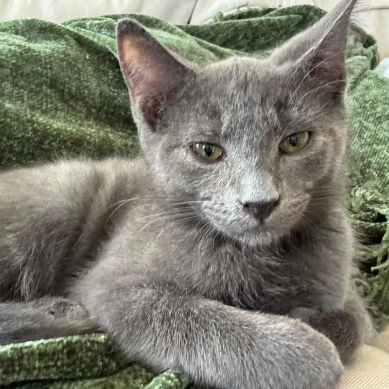 A baby small-sized male Gray / Blue / Silver Domestic Short Hair cat named Rupert for adoption in Woodbury, NJ